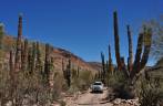 A Fiona atravessa o deserto na Sierra de Santa Marta, região de San Ignacio, no deserto Vizcaino (Baja California - México)